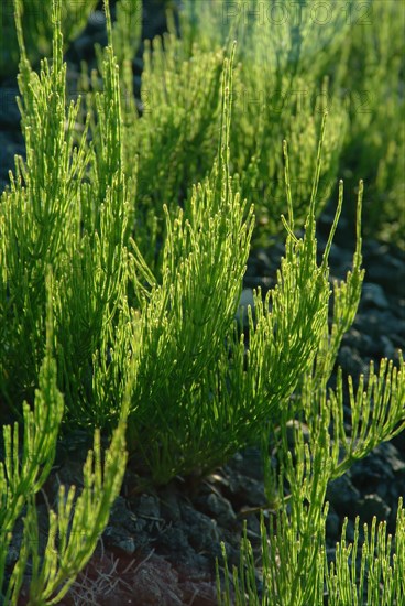 Field horsetail