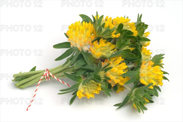 Common kidney vetch