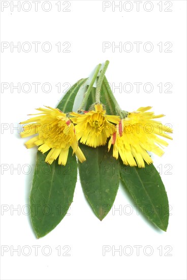 Lesser hawkweed