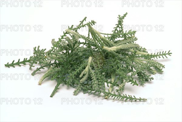 Medicinal plant Holy herb