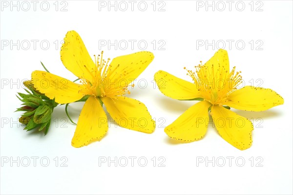 Medicinal plant St. John's wort