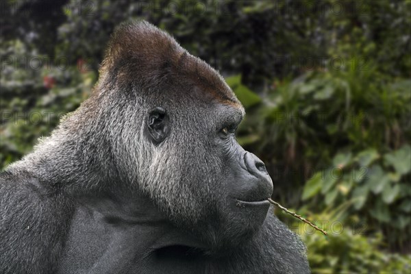 Western lowland gorilla