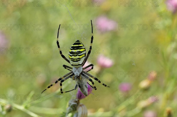 Wasp spider