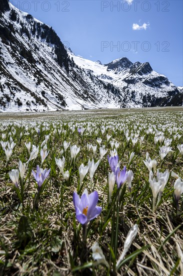 Meadow full of white and purple crocuses