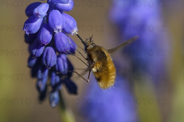 Large bee fly