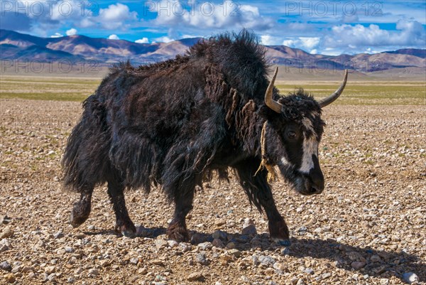 Yaks on the open wide tibetan landscape along the road from Tsochen to Lhasa