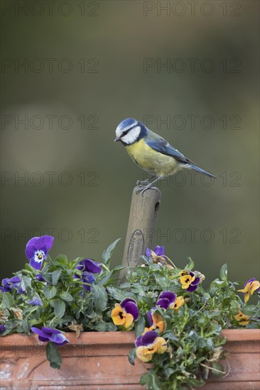 Blue tit