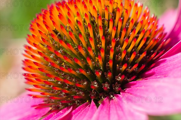 Close up flower of purple coneflower