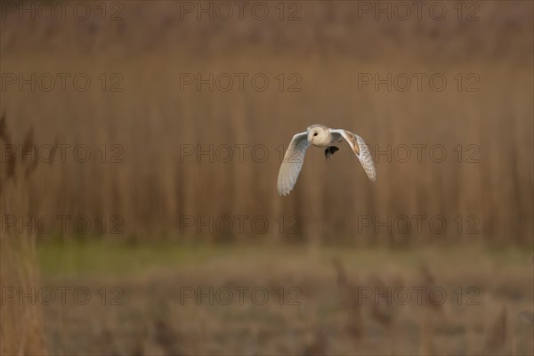 Barn owl