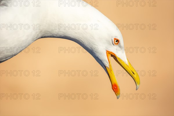 Portrait of a yellow-legged gull