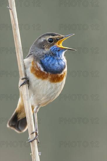 Mating bluethroat