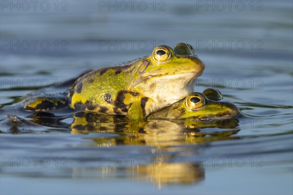 Green frog