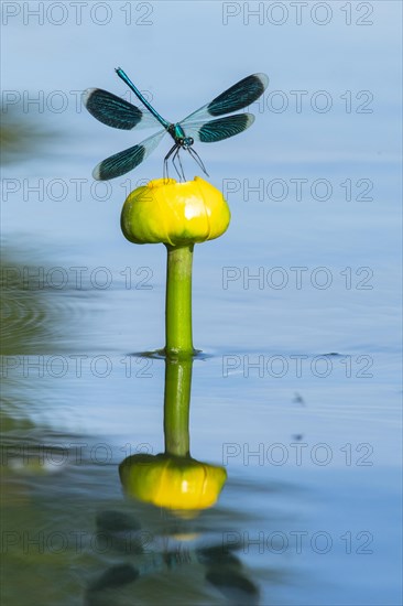 Banded demoiselle