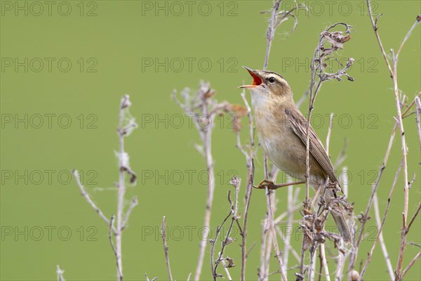 Reed Warbler