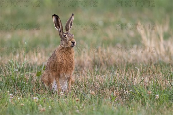 European hare