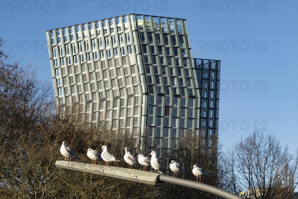 Black-headed gulls