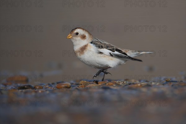 Snow bunting