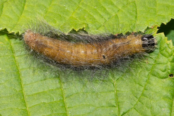 Wooly bark owl caterpillar lying on green leaf seen on right side