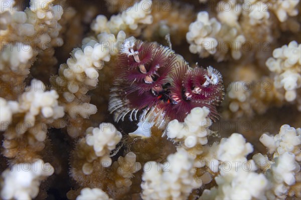 Christmas tree worm