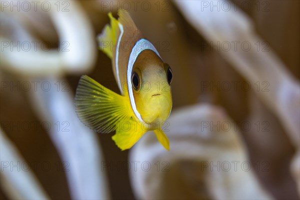 Red sea clownfish