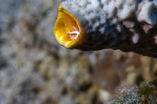 Stone coral with polyp