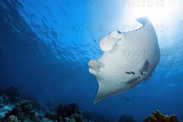 Backlight image of pelagic manta ray