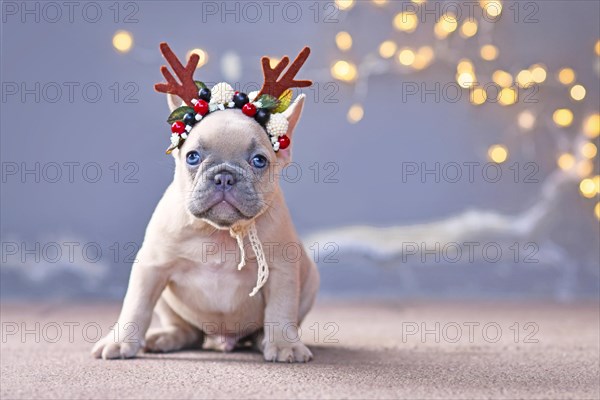 French Bulldog dog puppy wearing seasonal Christmas reindeer antler headband with autumn berries sitting in front of gray wall with chain of lights