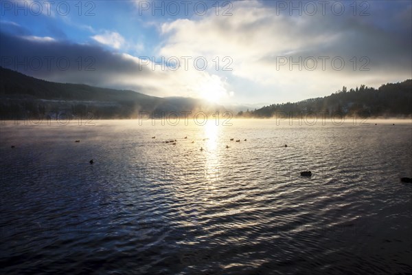 Evening light with ducks