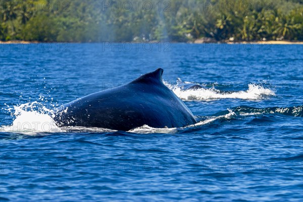 Humpback whale