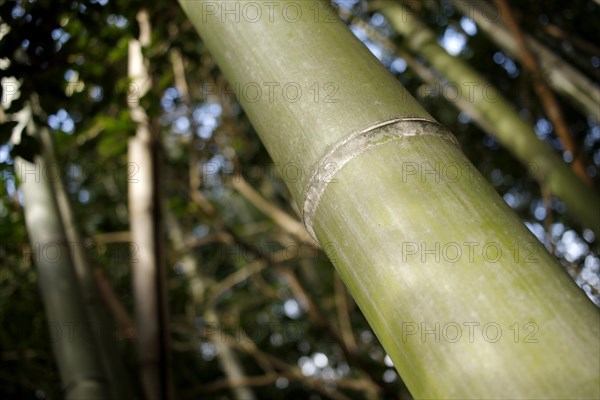 Close-up of a bamboo trunk in the Arashiyama bamboo forest in Kyoto