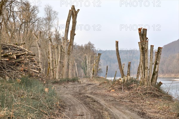 Cut trees on the bank of a river