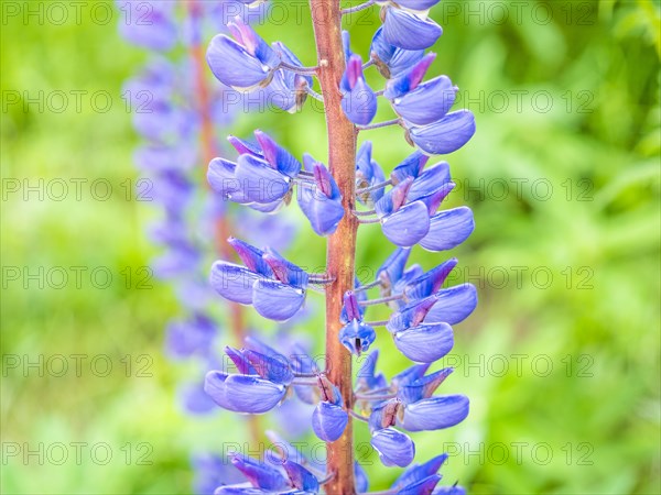 Lupine