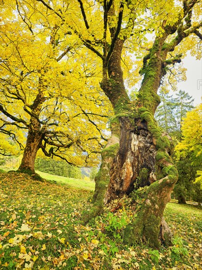 Forest of sycamore maple