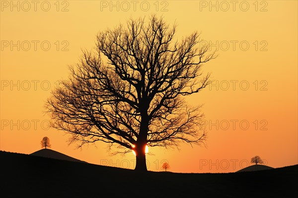 Silhouettes of an oak tree