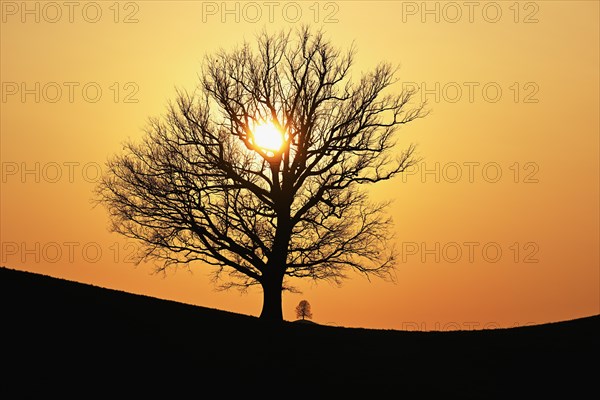 Silhouettes of an oak tree