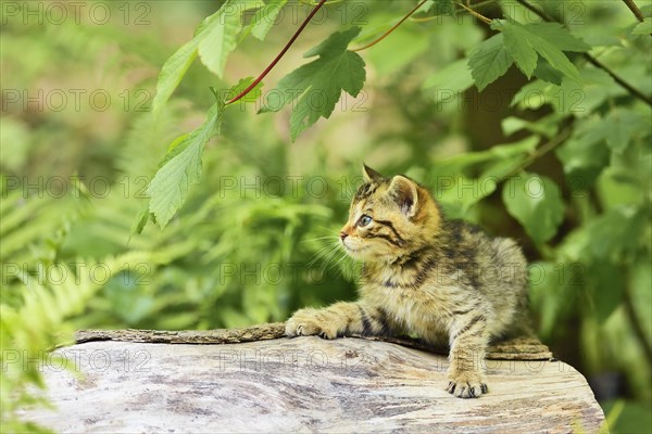 Young European wildcat