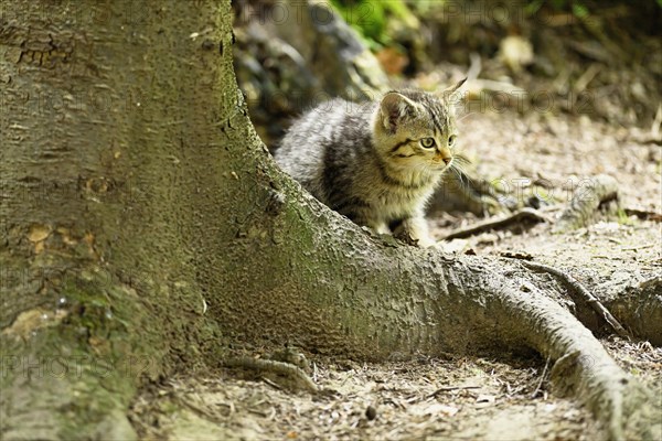 European wildcat