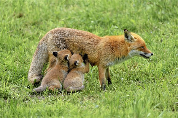 Two red fox