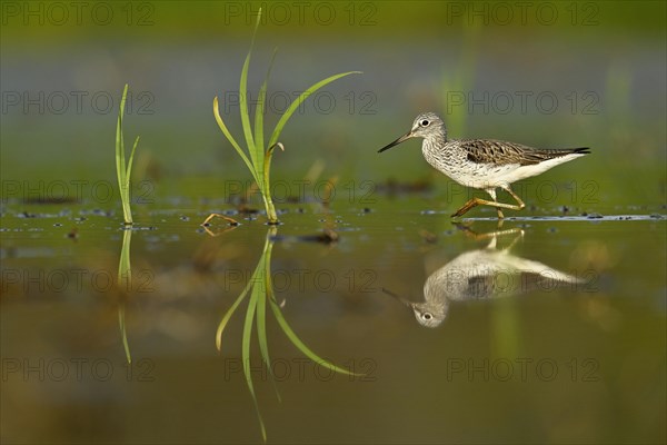 Common greenshank