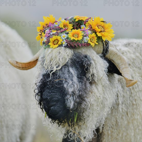 Valais black-nosed ewe