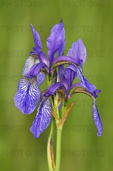 Siberian iris