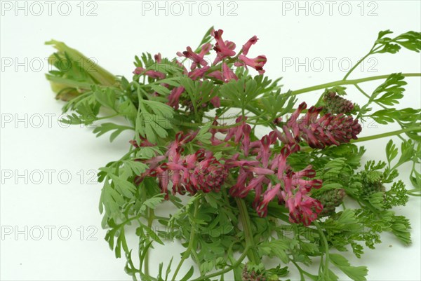 Medicinal plant Common fumitory