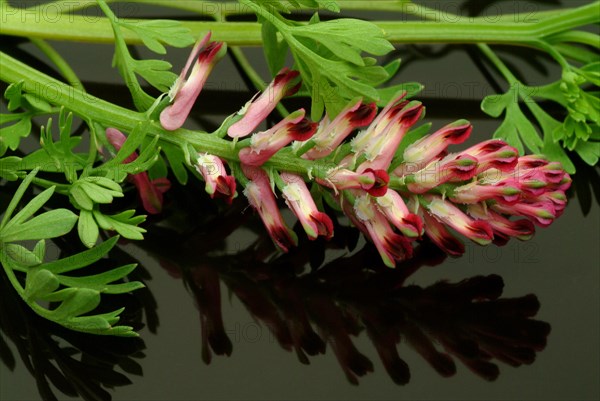 Medicinal plant Common fumitory