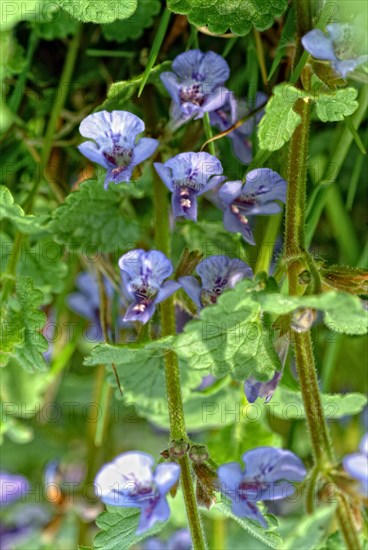 Medicinal plant Gundermann