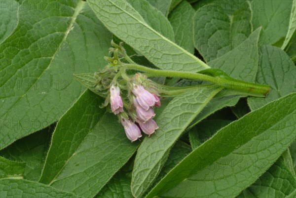 Medicinal plant common comfrey