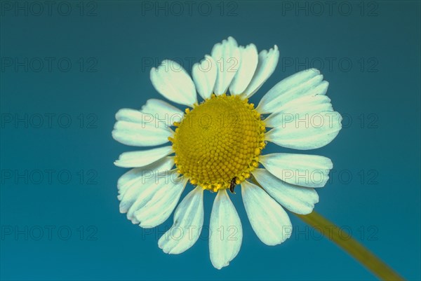 Medicinal plant Chamomile