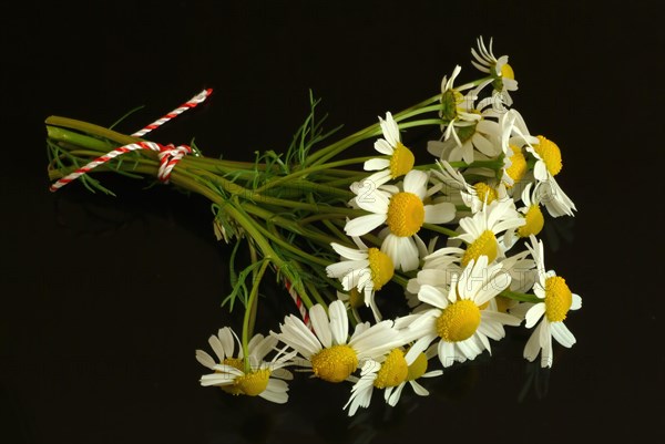 Medicinal plant Chamomile