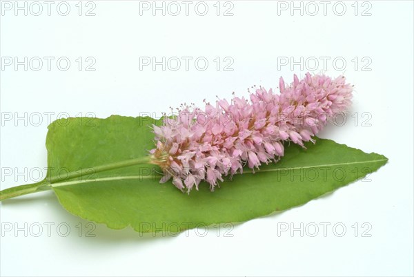 Medicinal plant Meadow knotweed