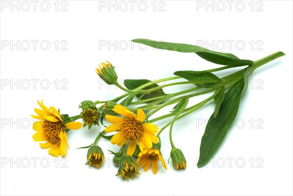 Arnica