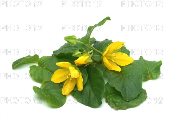 Creeping jenny